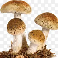 蘑菇合成