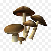 许多可爱蘑菇
