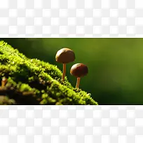草地蘑菇背景