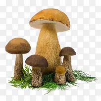 茂密的蘑菇