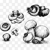 矢量手绘蘑菇素材