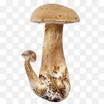 香菇蘑菇素材