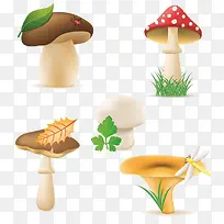 菌菇图