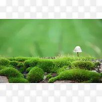 草地绿色蘑菇植物