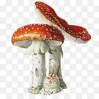 红色毒蘑菇香菇