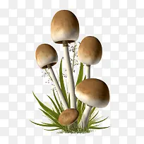 蘑菇植物草