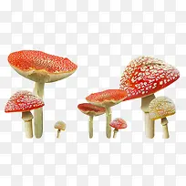 蘑菇朵朵 png素材