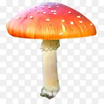 蘑菇高清蘑菇