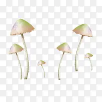 白色蘑菇植物素材