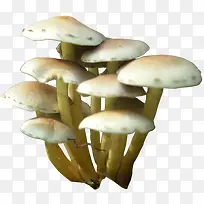 蘑菇png素材