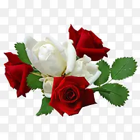 红色玫瑰花和白色玫瑰花