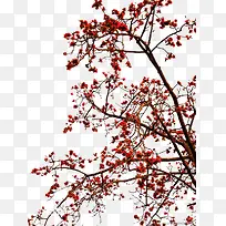 红色木棉花树
