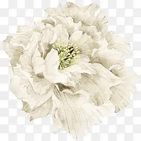 漂亮白色花朵图片素材