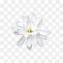 盛开的白色花朵