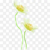 白色植物花朵小清新
