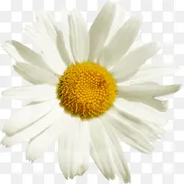 黄色花芯白色花朵