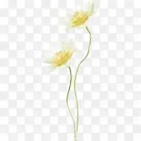 创意教师节植物花朵白色效果