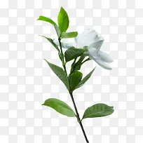 植物海报设计白色花朵树叶