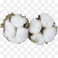 植物棉花素材