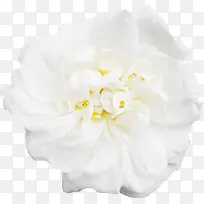 白色  牡丹 装饰 花朵