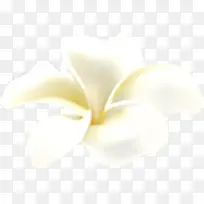 植物白色花朵卡通形状效果