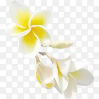 植物白色花朵设计