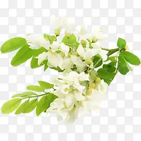 白色唯美花朵植物美景风光