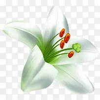 创意海报植物花朵白色