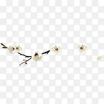 白色的花朵