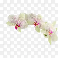 白色纯洁花朵植物装饰