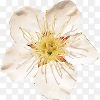 白色鲜花盛开花朵
