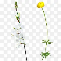 黄色白色花朵