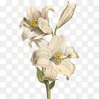 百合花