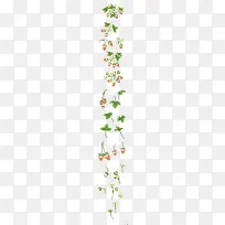 白色花朵绿色叶子草莓