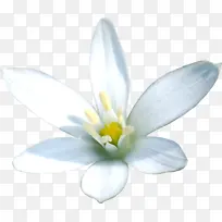 白色盛开唯美花朵
