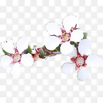 白色清新花朵装饰