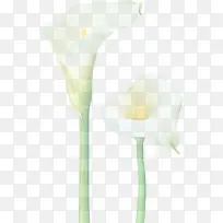 手绘白色马蹄莲花朵