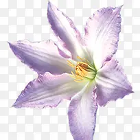 紫白色设计卡通效果花朵