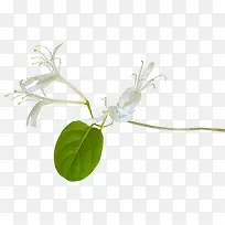白色花朵花枝植物装饰