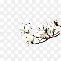 白色唯美春天花朵