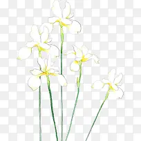 手绘白色春日花朵植物