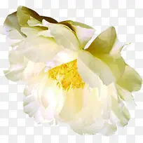 海报植物白色花朵