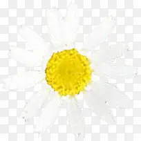 白色效果花朵设计