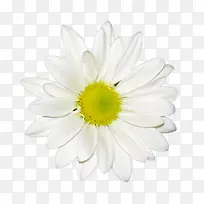 菊花白色菊花花朵