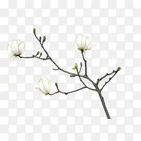 白色花朵树枝