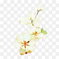 栀子花白色花朵装饰图片