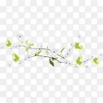 花朵白色花朵绿色叶子