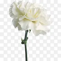 清新白色春季花朵