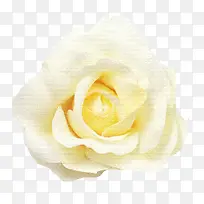 卡通鲜花素材鲜花图案 唯美白色