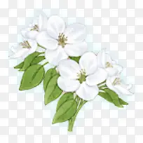 白色花朵彩绘叶子